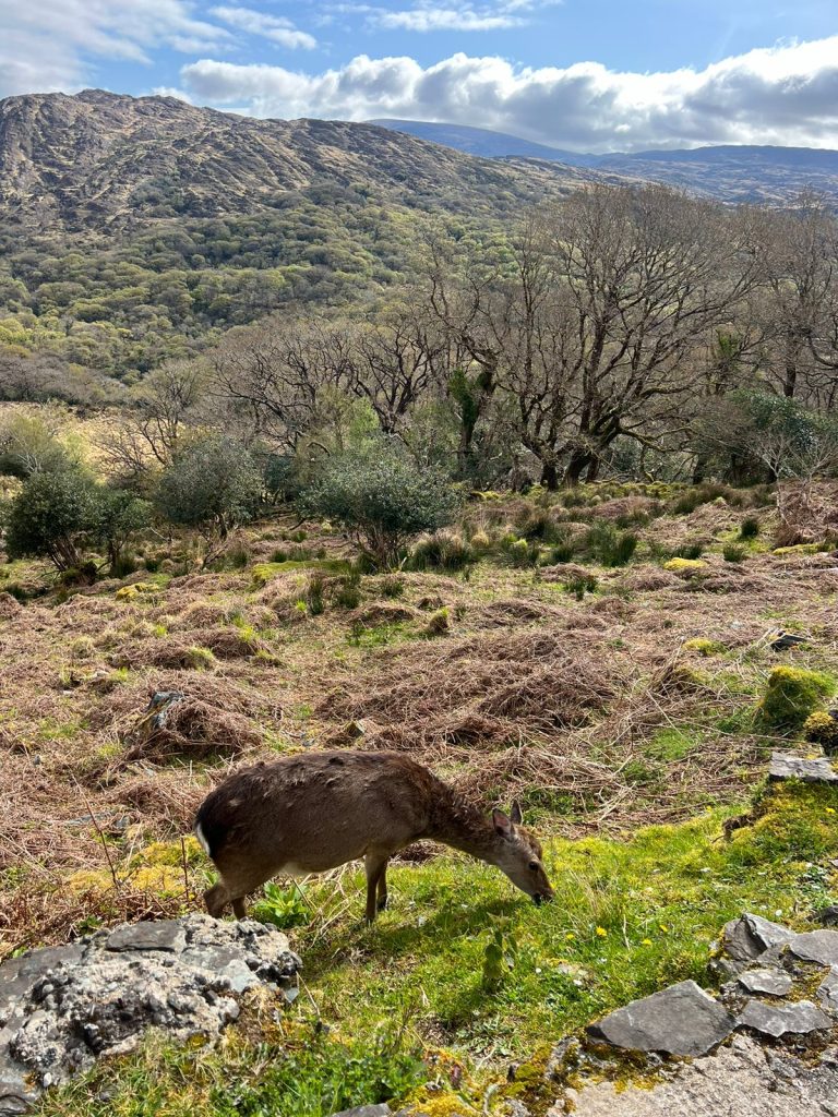Un cerf à Ladies View; Ring du Kerry