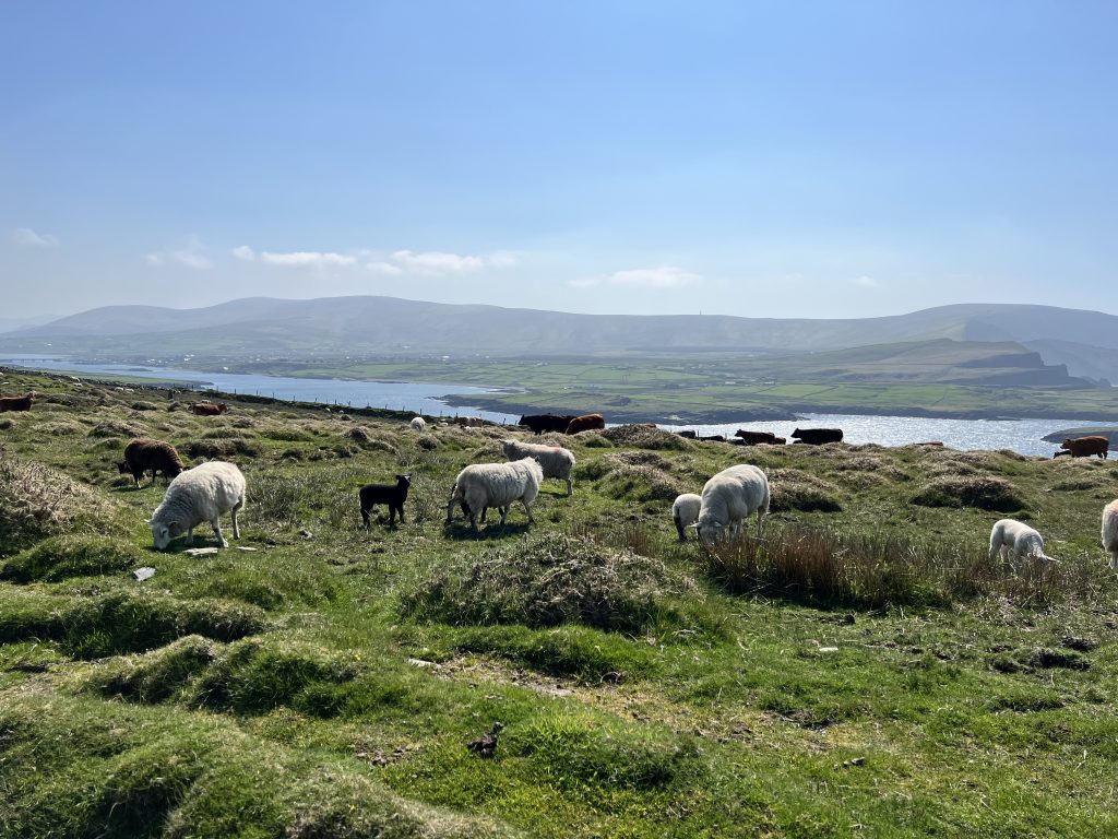Moutons qui broutent sur Valentia Island