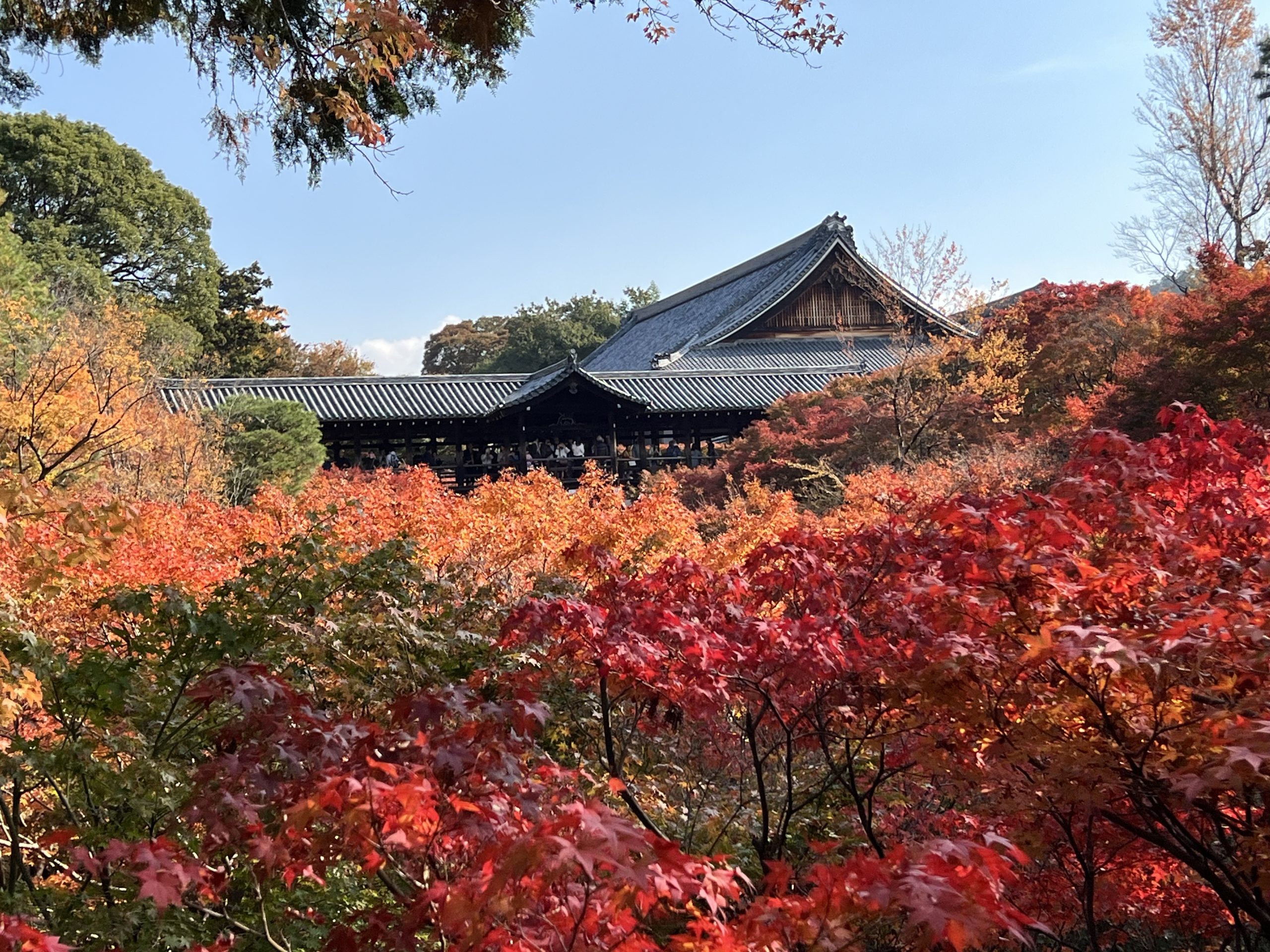 Pont Tsutenkyo au temple Tofuku-ji à Kyoto pendant le koyo