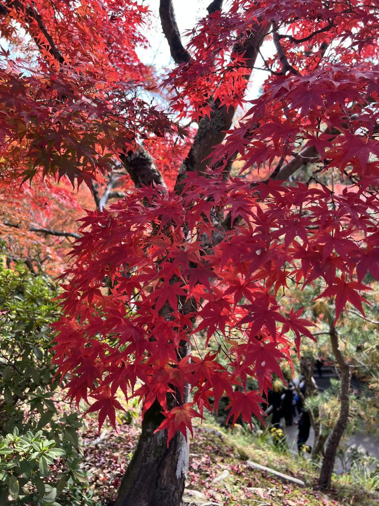 Gros plan sur un érable rouge éclatant pendant le pic du kōyō au temple Tofuku-ji à Kyoto